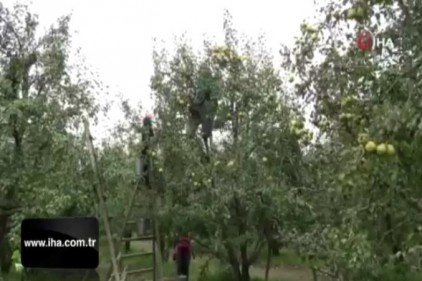 Bursa'nın dünyaca ünlü deveci armudunun hasadına başlandı