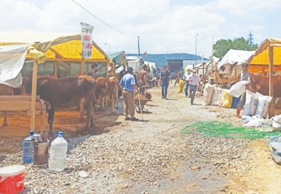Büyük şehirlerde pazarlara gelen besiciler, fiyatlar nedeniyle satışlardan umutsuz