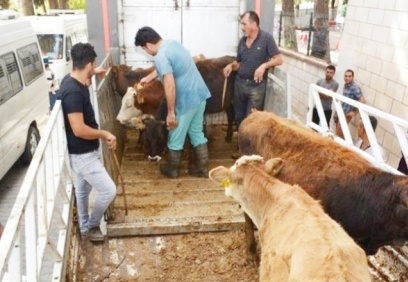 Büyükbaş erkek hayvan sayısını istedi