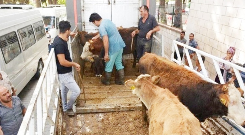 Büyükbaş erkek hayvan sayısını istedi
