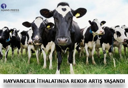 Büyükbaş hayvan ithalatı yüzde 91 arttı