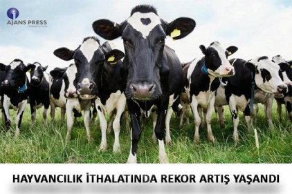 Büyükbaş hayvan ithalatı yüzde 91 arttı