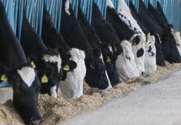 Büyükbaş hayvan sayısı 14 milyon 222 bin baş oldu