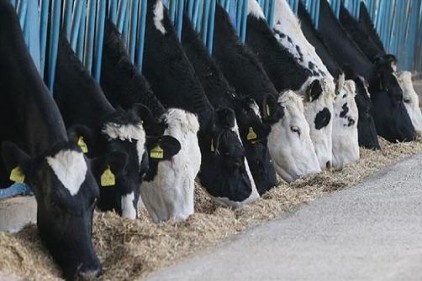 Büyükbaş hayvan sayısı 14 milyon 222 bin baş oldu
