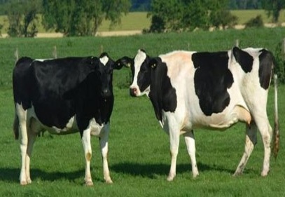 Büyükbaş hayvan sayısı 14.2 milyon adet oldu