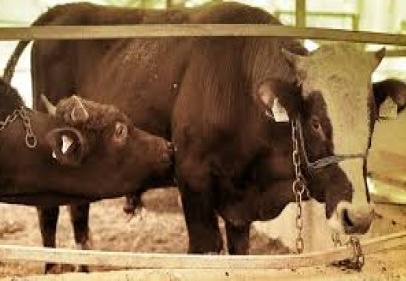 Büyükbaş hayvan sayısı 15 milyona yaklaştı