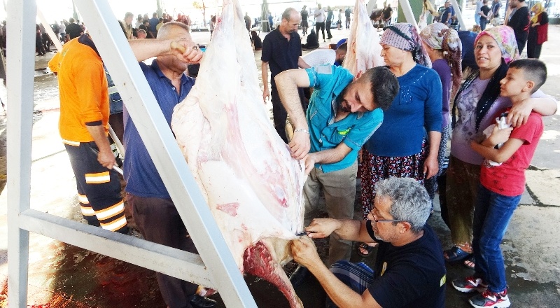 Büyükbaş hayvanlar kasaplara zor anlar yaşattı