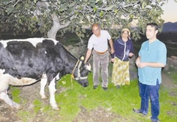 Büyükbaş hayvanlarda ‘Afrika Hastalığı’ başgösterdi