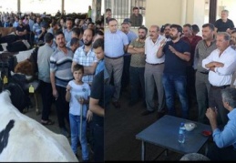 Büyükbaş hayvanlarda yüzde 8 fire kaldırıldı