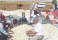 Büyüklüğü, kalitesi ve diş yapısı ile çok özel bir sarımsak