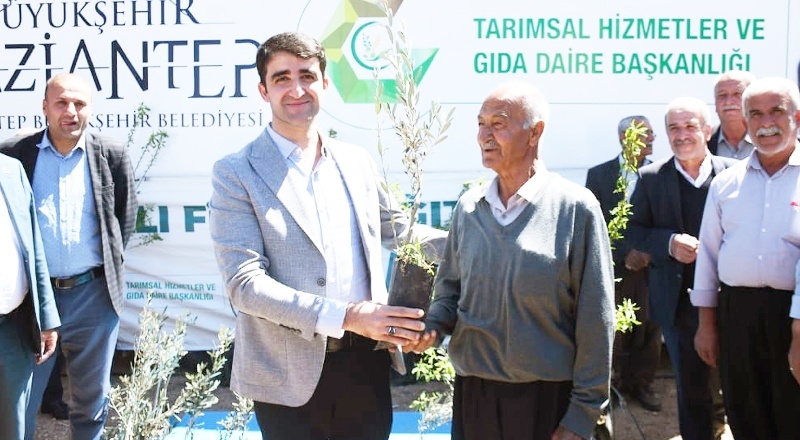 Büyükşehir Belediyesi 5 bin adet yağlık zeytin ve badem fidanı dağıttı