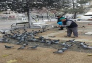 Büyükşehir Belediyesi, sokak hayvanlarını unutmadı 