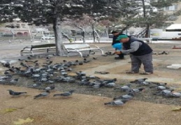 Büyükşehir Belediyesi, sokak hayvanlarını unutmadı 