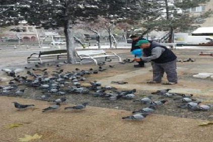Büyükşehir Belediyesi, sokak hayvanlarını unutmadı 