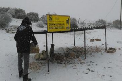 Büyükşehir Belediyesi, sokak hayvanlarını unutmadı 