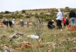 Büyükşehir Belediyesi Zeytin Ormanı’na zeytin fidanı dikildi