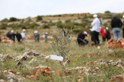 Büyükşehir Belediyesi Zeytin Ormanı&#8217;na zeytin fidanı dikildi