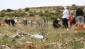 Büyükşehir Belediyesi Zeytin Ormanı’na zeytin fidanı dikildi