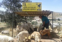 Büyükşehir, sokak hayvanlarını unutmuyor 