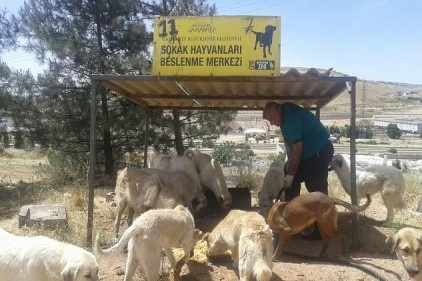 Büyükşehir, sokak hayvanlarını unutmuyor 