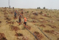 Büyükşehir'den ilaçlama ve ağaçlandırma çalışması yapıyor