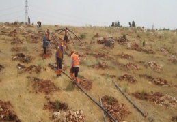 Büyükşehir'den ilaçlama ve ağaçlandırma çalışması yapıyor