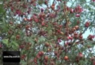 C vitamini deposu kuşburnunun sofralara uzanan yolculuğu