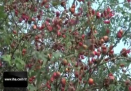 C vitamini deposu kuşburnunun sofralara uzanan yolculuğu