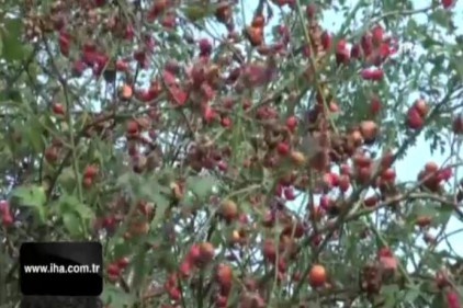 C vitamini deposu kuşburnunun sofralara uzanan yolculuğu