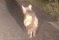 Cadde ve sokaklar yaban hayvanlarına kaldı.