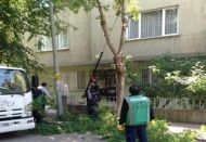 Caddeye sarkan ağaçlar kesildi