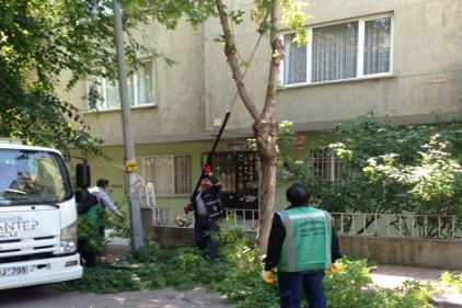 Caddeye sarkan ağaçlar kesildi