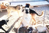 CAHİDE Başkanı Cengiz Bayram: "Yetiştirilmesi yasak ırkların saldırgan hale getirilmesi insanların suçu"