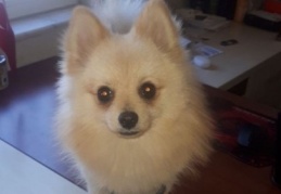 Çalıntı süs köpeği bulundu
