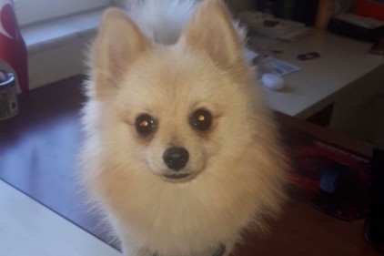 Çalıntı süs köpeği bulundu