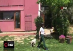 Can dostu köpeklere özel otel hizmeti