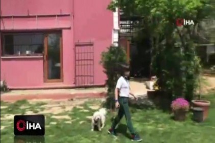 Can dostu köpeklere özel otel hizmeti