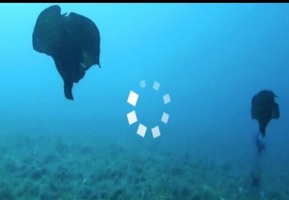 Çanakkale'de deniz tavşanı görüntülendi