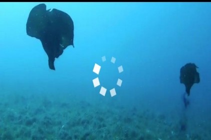 Çanakkale&#039;de deniz tavşanı görüntülendi