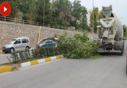 Çankırı'da fırtına ağaçları kökünden söktü