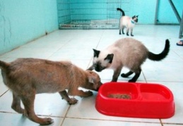 Cari açığa ''mama'' faturası