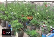 Çatıda kurduğu sera ile 10 kişilik aileye bakıyor