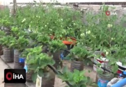 Çatıda kurduğu sera ile 10 kişilik aileye bakıyor