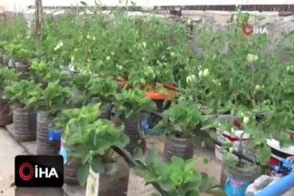 Çatıda kurduğu sera ile 10 kişilik aileye bakıyor