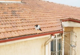 Çatıda mahsur kalan kedi mahalleyi karıştırdı