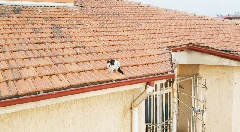 Çatıda mahsur kalan kedi mahalleyi karıştırdı