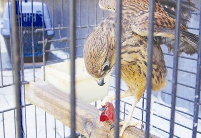 Çatıdan düşen yavru atmacayı aile hekimi tedavi etti 