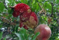 Çatlamalar ürüne zarar veriyor 