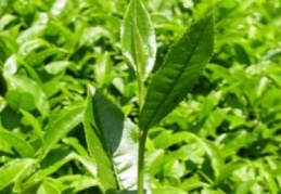 Çay bahçelerinde organik gübre kullanılacak