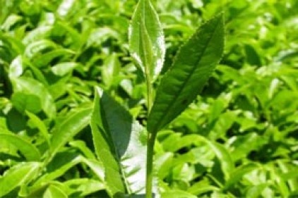Çay bahçelerinde organik gübre kullanılacak